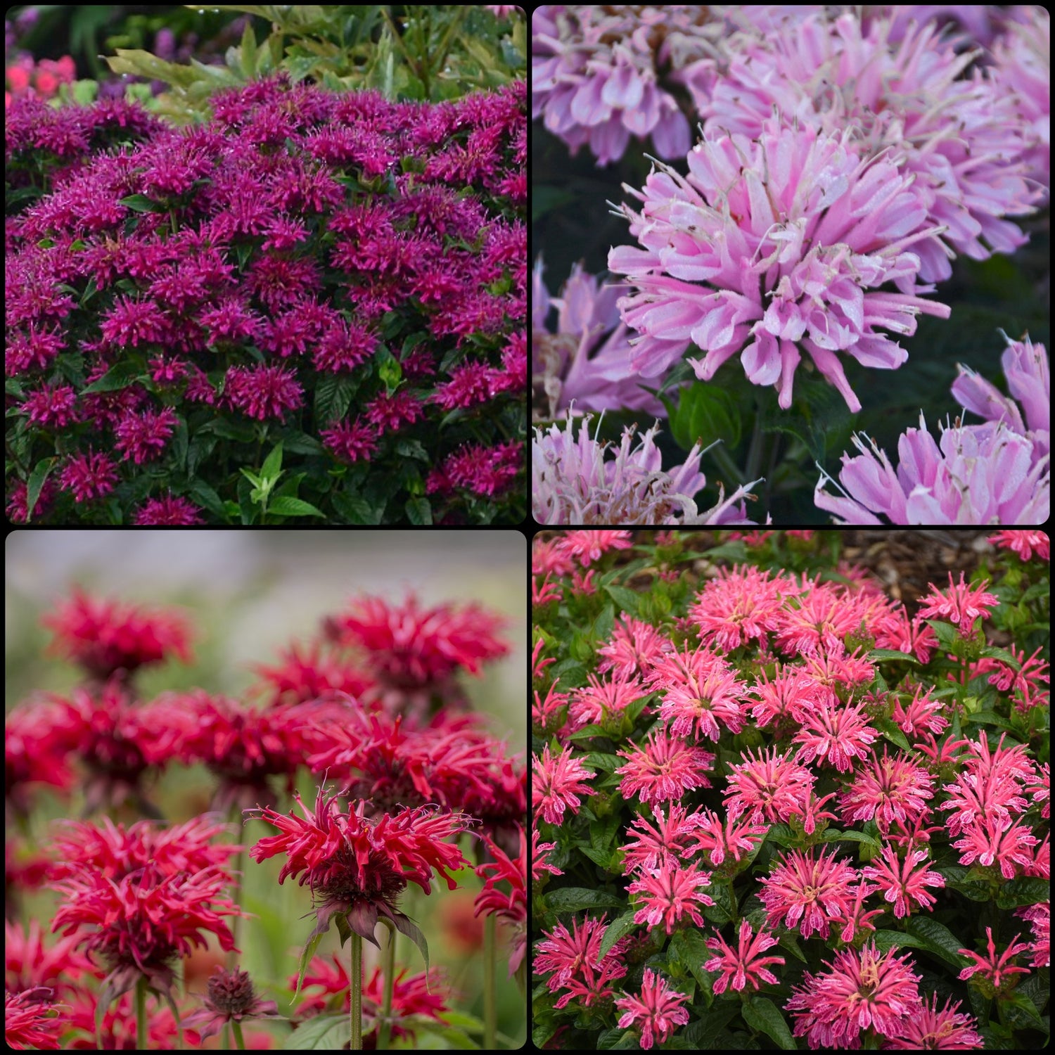 BeeBalm Collection