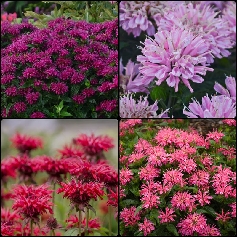 BeeBalm Collection