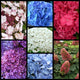 Hydrangea Collection