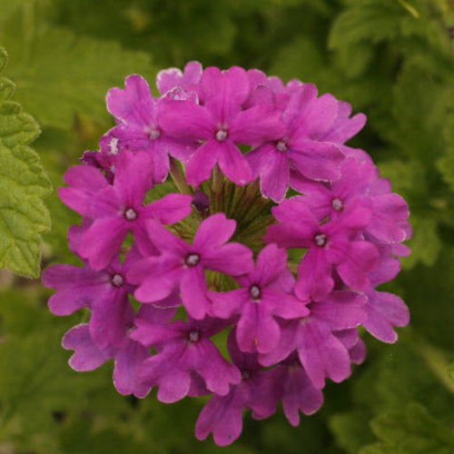 Homestead Purple Verbena