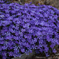 Violet Pinwheels Hybrid Phlox