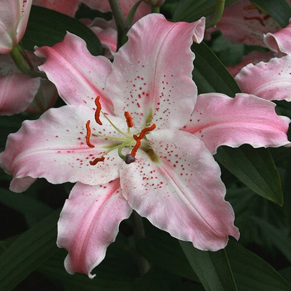 Virtuoso Oriental Lily(2/bag)