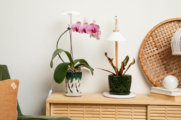 orchid grow light bulbs Lumina Orchid