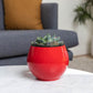 6 inch Aqua Core Self Watering Pot - Ruby Red
