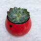 6 inch Aqua Core Self Watering Pot - Ruby Red