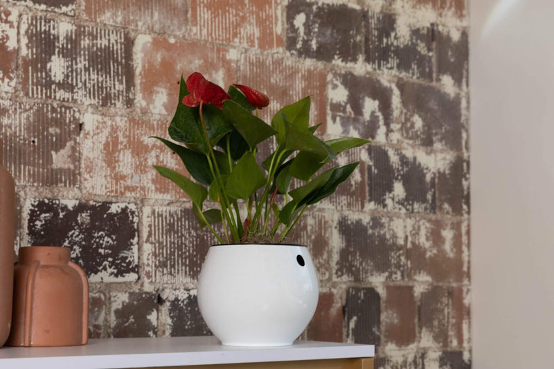 6 inch Aqua Core Self Watering Pot - Designer White