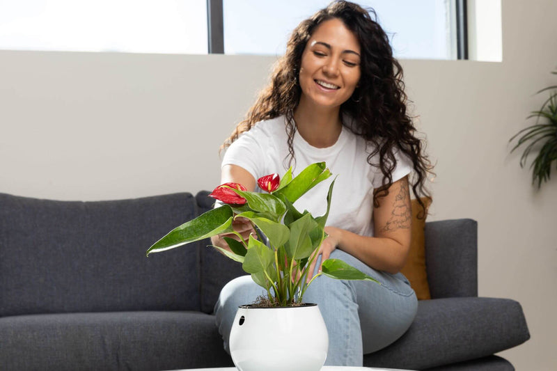 6 inch Aqua Core Self Watering Pot - Designer White