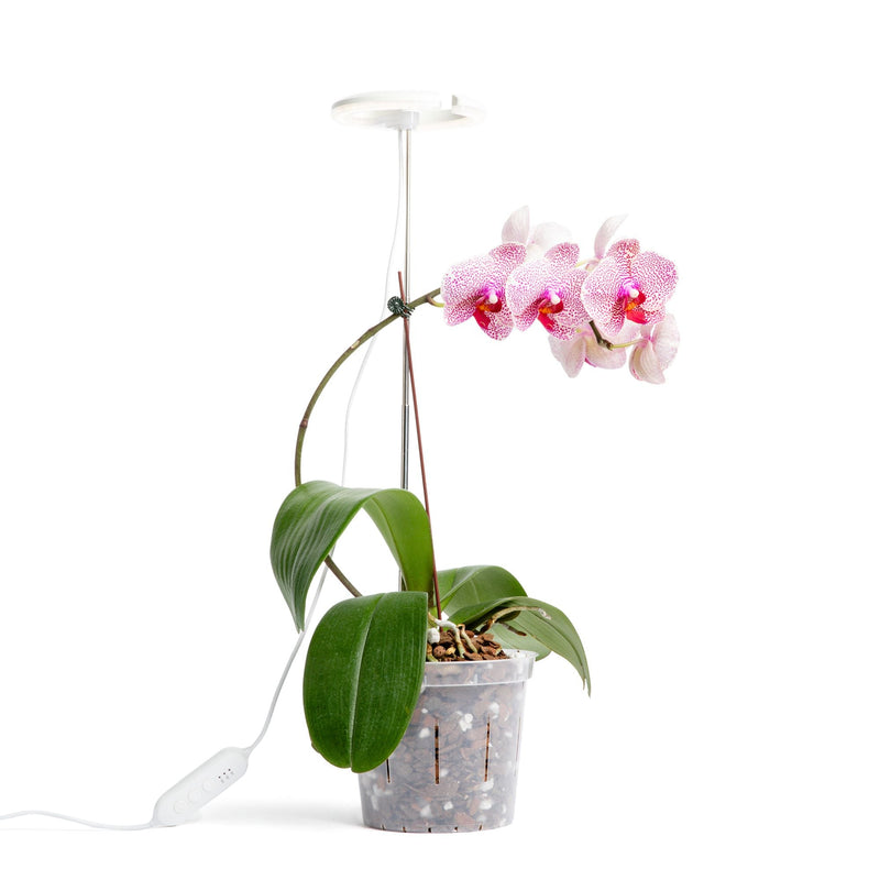 pink led lights for growing plants Lumina Orchid