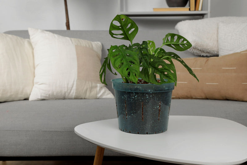 10 inch Slotted Orchid Pot (6 Pack)