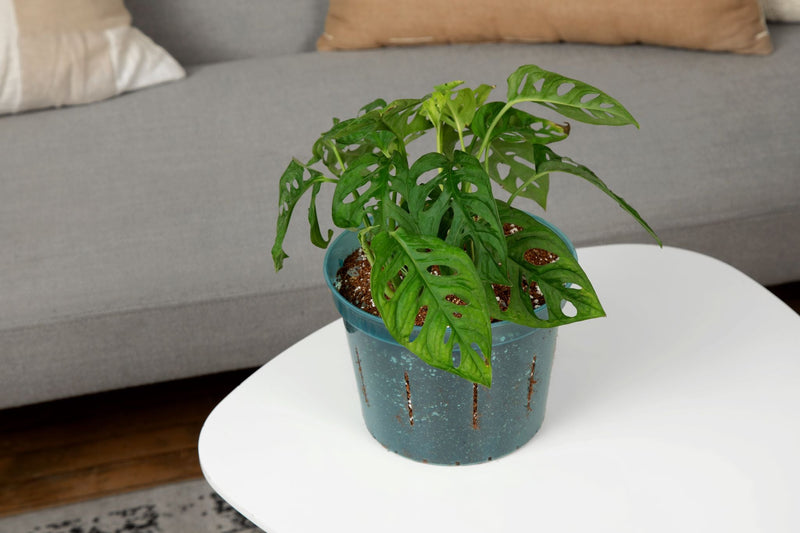 Monstera Imperial Potting Soil Mix