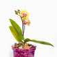 Spectrum 4 Pack of Slotted Orchid Pots - Color Cascade