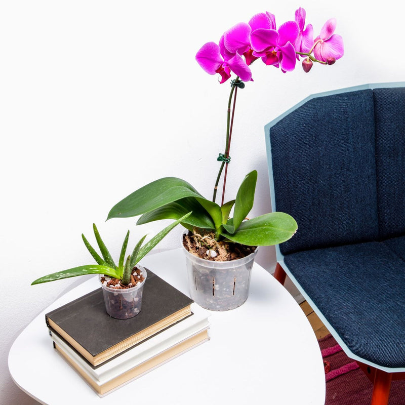 8 inch Slotted Orchid Pot (6 Pack)