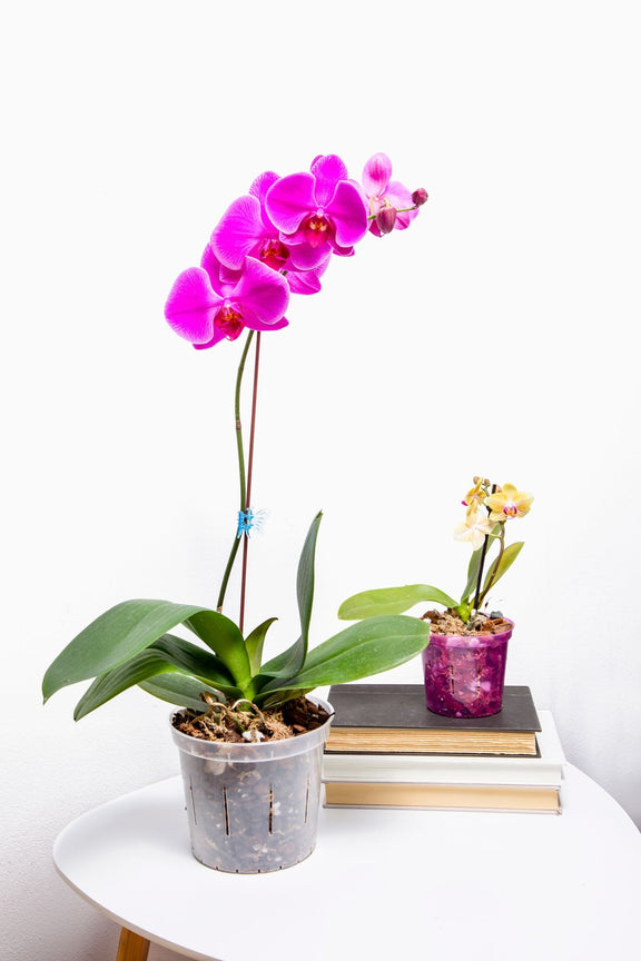 slotted plant pots 8 inch Slotted Orchid Pot (6 Pack)