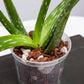 Aloe Vera Imperial Succulent Mix