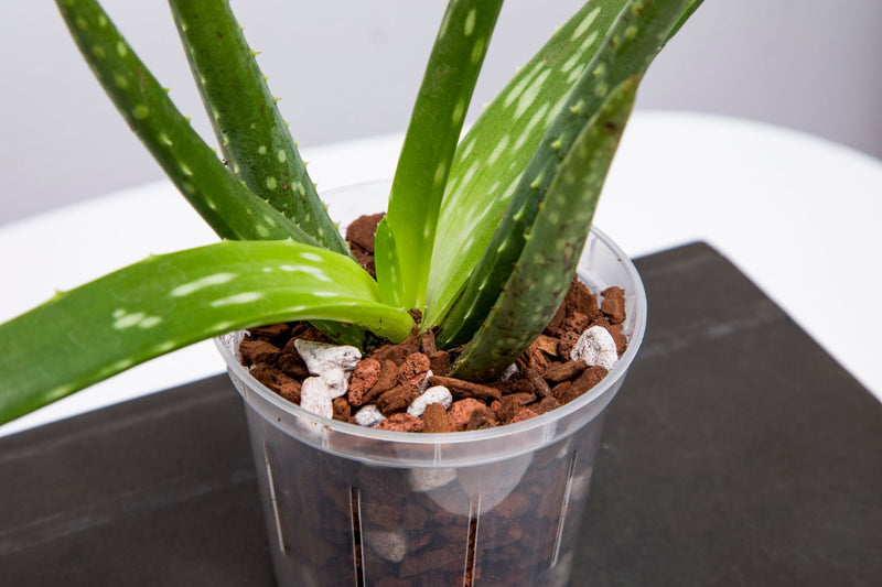 Aloe Vera Imperial Succulent Mix