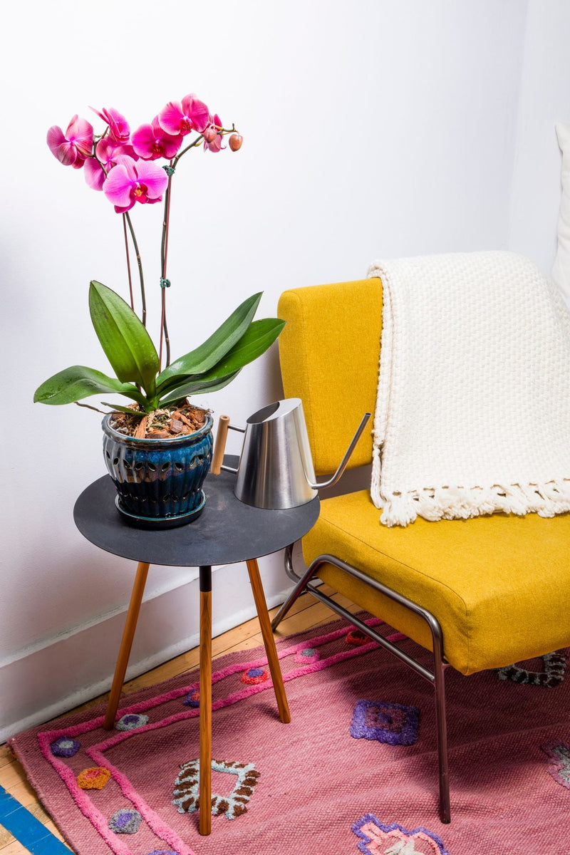 6" Teal Jade Pinwheel Fluted Orchid Pot