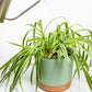 Spider Plant Imperial Potting Soil Mix