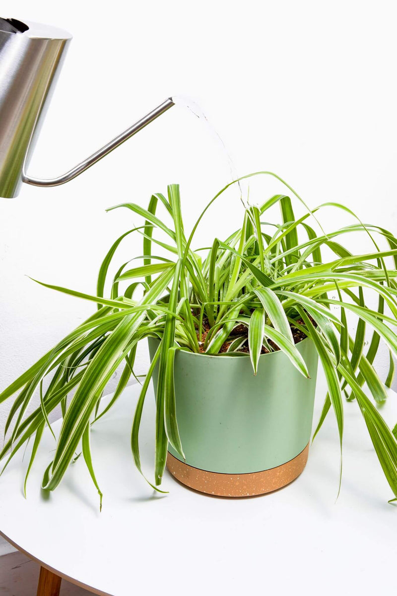 best soil mix for spider plants Spider Plant Imperial Potting Soil Mix – Wild & Son