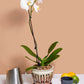 6" Honey Cream Over Copper Pinwheel Fluted Orchid Pot