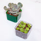 3" Green Emerald Succulent Pot