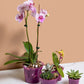 3 inch Slotted Orchid Pot (6 Pack)