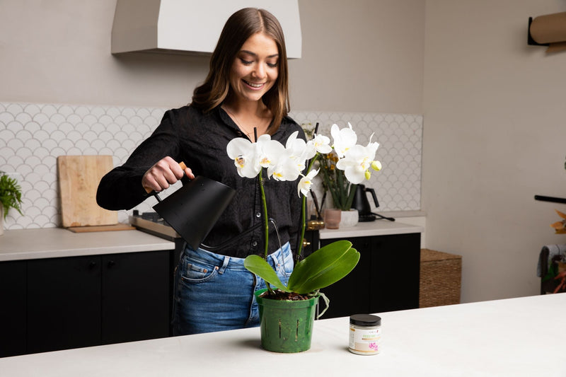 6 inch Slotted Orchid Pot (6 Pack)