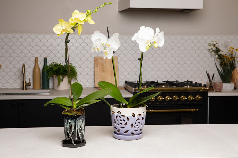 4" x 6" Honey Cream Over Coffee Fluted Hexagon Ceramic Orchid Pot