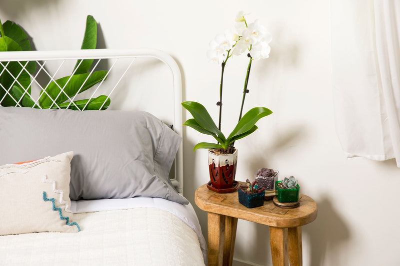 3" Crystal Clear Succulent Pot