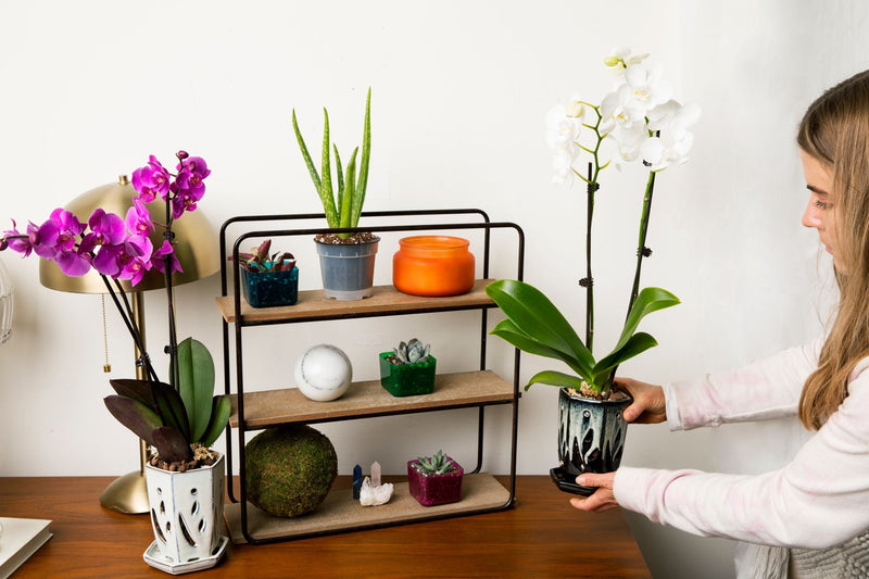 4" x 6" Honey Cream Over Coffee Fluted Hexagon Ceramic Orchid Pot