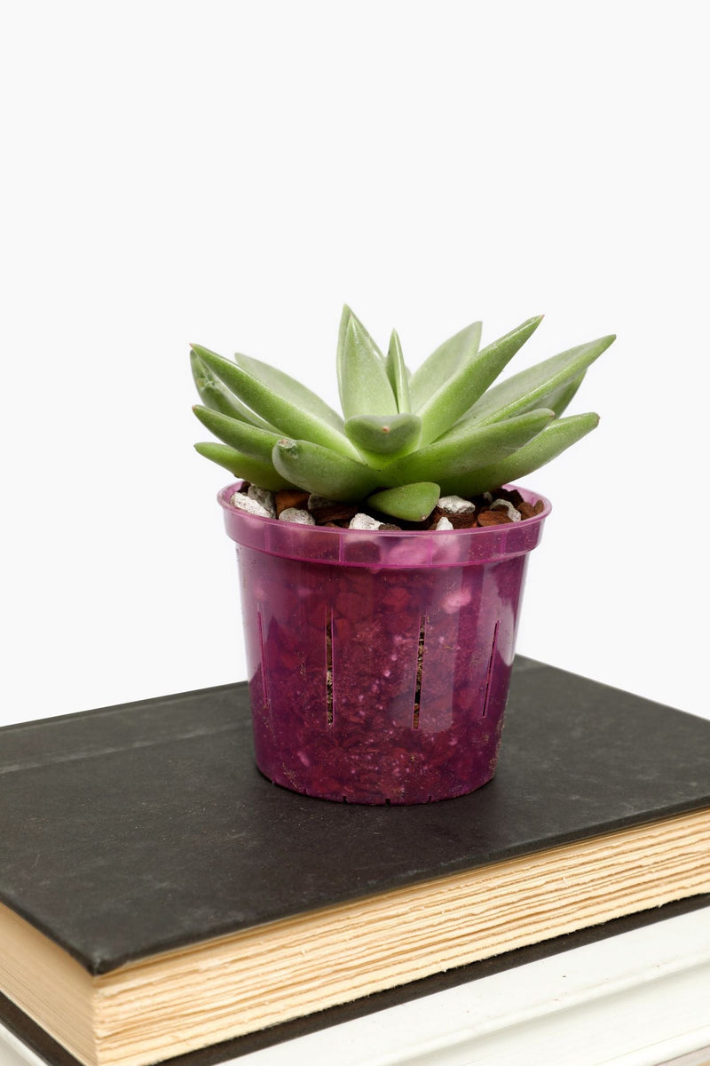 Spectrum 4 Pack of Slotted Orchid Pots - Color Cascade