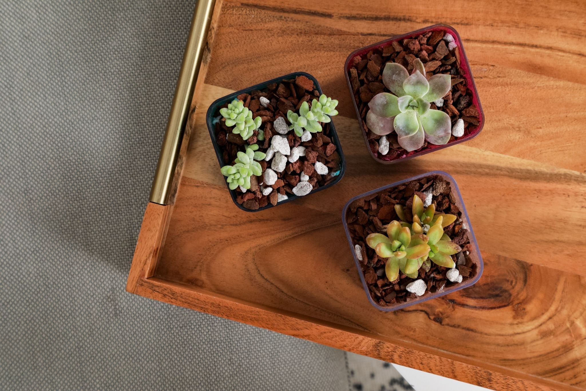 clear succulent pots 3" Crystal Clear Succulent Pot – Wild & Son