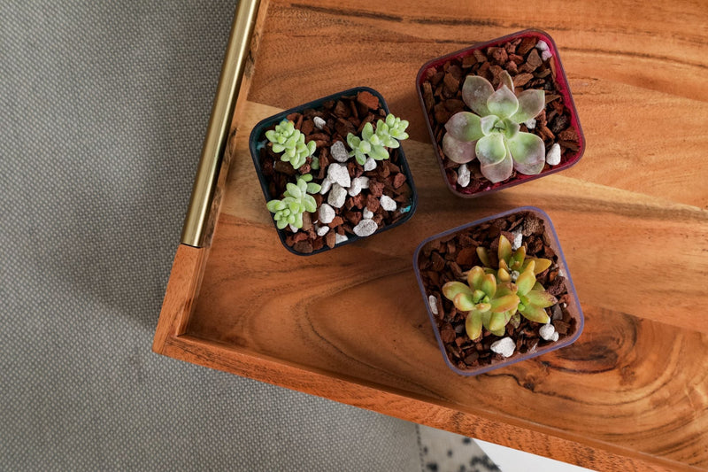 3" Blue Sapphire Succulent Pot