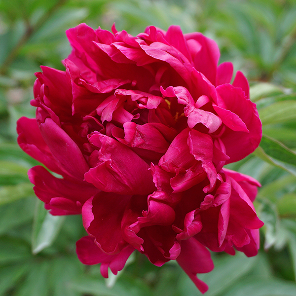 Close,Up,A,Red,Peony,Head,On,A,Green,Leaves