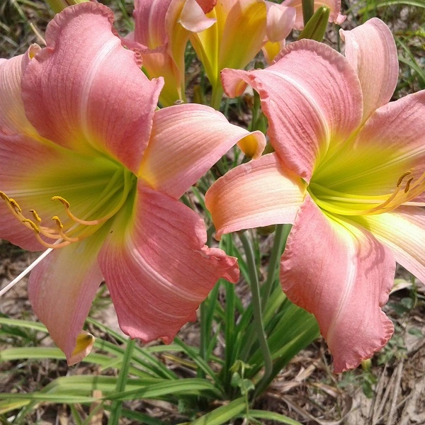 Embrace the Symphony of Pink: A Captivating Garden Idea with Pink Daylilies