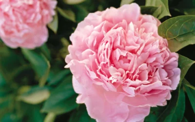 Peonies FAQ and Growing Tips
