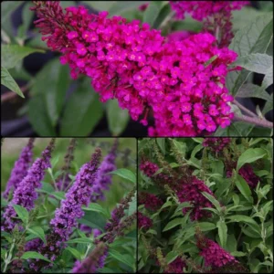 2023-Spring-Butterfly-Bush-Collection