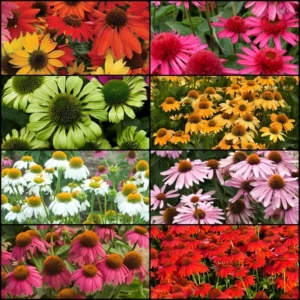 2023-Spring-Coneflower-Connoisseur-Collection