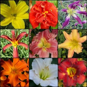2023-Spring-Daylily-Biggest-Bloom-Collection
