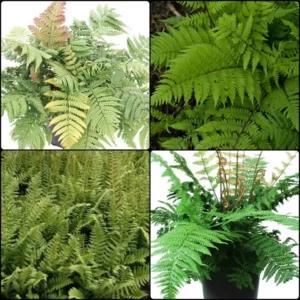 2023-Spring-Fern-Where-the-Fern-Grows-Collection