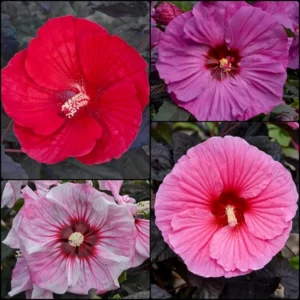 2023-Spring-Hibiscus-Collection