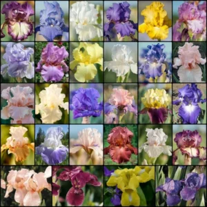2023-Spring-Iris-Get-Them-All-Collection