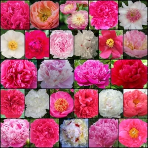2023-Spring-Peony-Get-Them-All-Collection