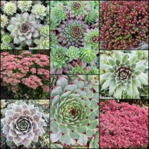 2023-Spring-Succulent-Get-Them-All-Collection