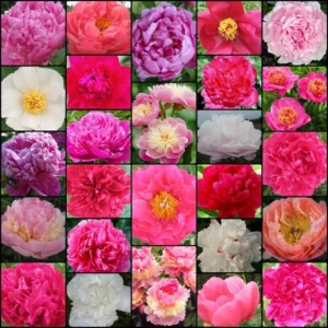 2023-Surplus-Get-them-all-Peony-Collection