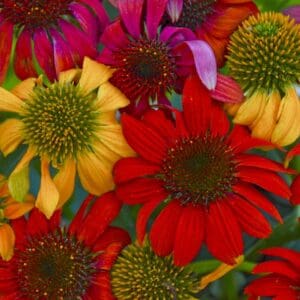 Colorful Coneflower