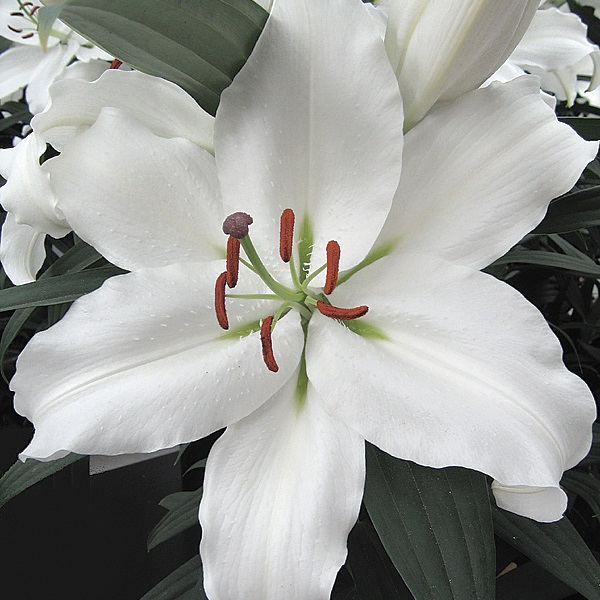 "Bonbini"  OT Orienpet LILY Bulb Beautiful Flowers 14-16cm 1 Bulb 