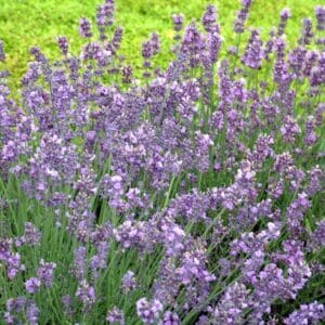 R Munstead English Lavender
