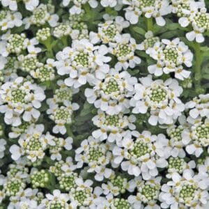 R Snowflake Candytuft