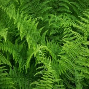 Fresh,Green,Hay-scented,Fern,(dennstaedtia,Punctilobula),Growing,In,Forest.