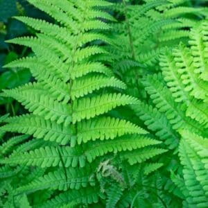 Closeup,Of,Fern,Dryopteris,Affinis,Leaves,In,A,Garden,In